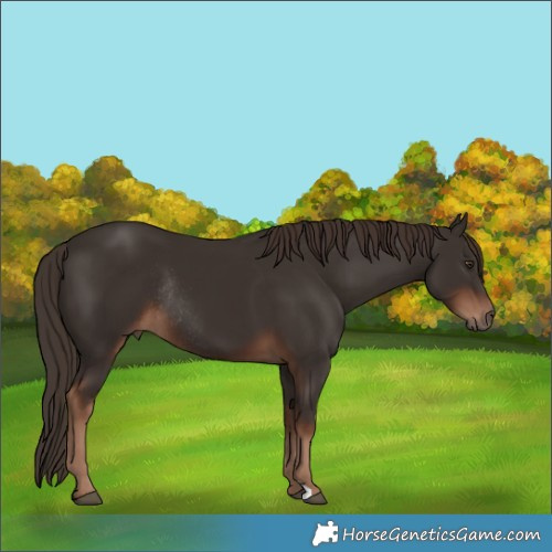 Horse Color:Liver Chestnut Rabicano