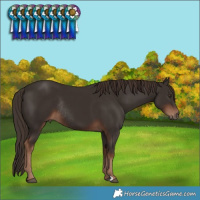 Horse Color:Liver Chestnut Rabicano 