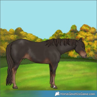 Horse Color:Liver Chestnut Rabicano 