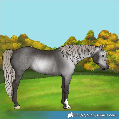 Horse Color:Gray Silver Black Rabicano 