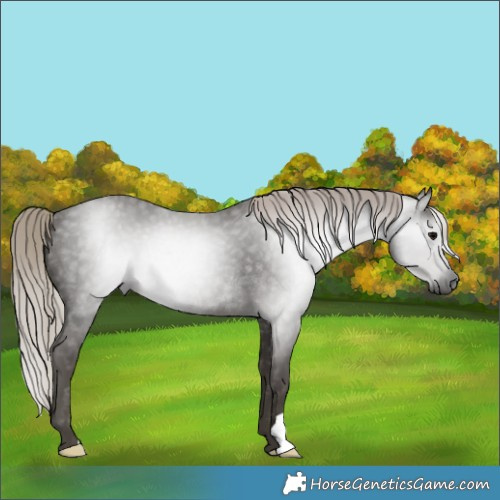 Horse Color:Gray Silver Black Rabicano 