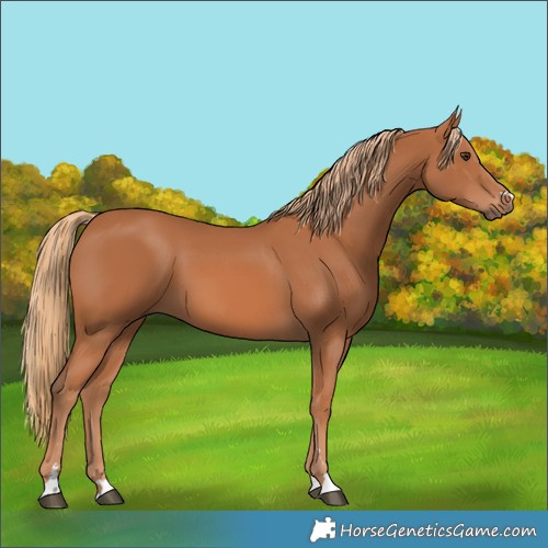 Horse Color:Chestnut 
