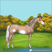 Horse Color:Silver Amber Champagne Frame 