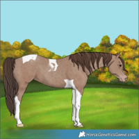 Horse Color:Classic Champagne Tobiano
