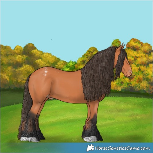 Horse Color:Bay Appaloosa