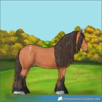 Horse Color:Bay Appaloosa 