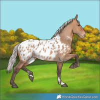 Horse Color:Silver Brown Dun Appaloosa 