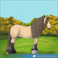 Horse Color:Buckskin Varnish