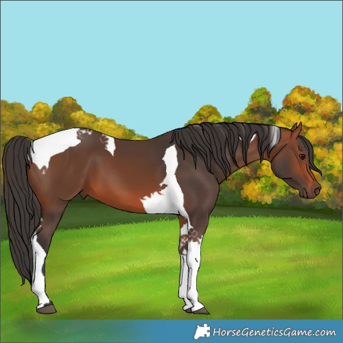Horse Color:Bay Tobiano