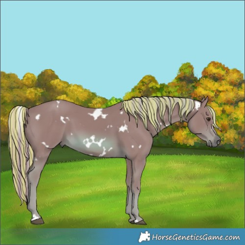 Horse Color:Painted Watercolor White Spotted Chestnut 