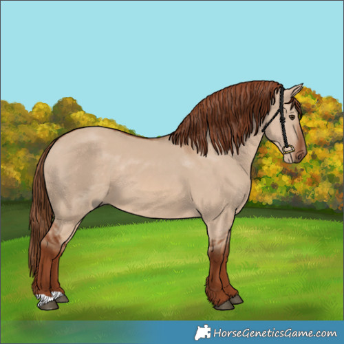 Horse Color:Red Dun