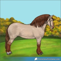 Horse Color:Red Dun 