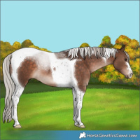 Horse Color:Silver Bay Tobiano