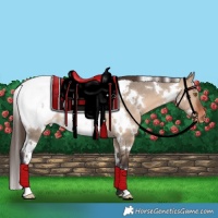 Horse Color:White Spotted Brown Dun Appaloosa 