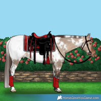 Horse Color:White Spotted Brown Dun Snowcap 