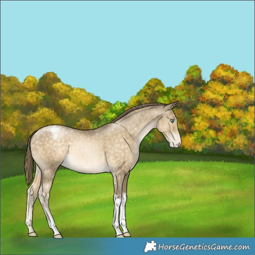 Horse Color:Buckskin Pearl Tobiano Snowflake Varnish Rabicano 