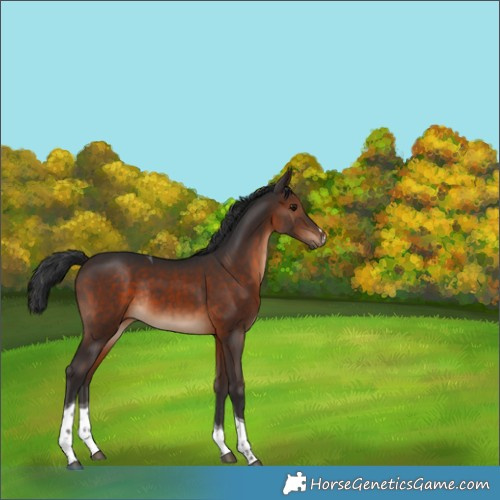 Horse Color:Brown Tobiano Rabicano 