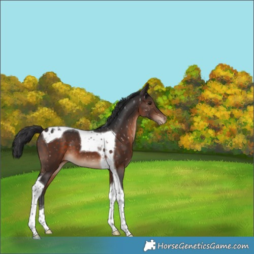 Horse Color:Brown Tobiano Appaloosa