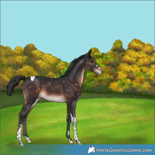 Horse Color:Brown Tobiano Appaloosa Rabicano 