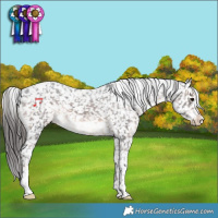 Horse Color:Brown Tobiano Appaloosa Rabicano