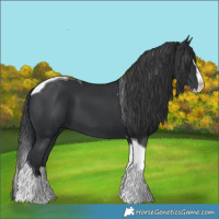Horse Color:Black Splash Tobiano 