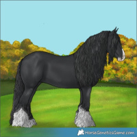 Horse Color:Black Splash Tobiano 