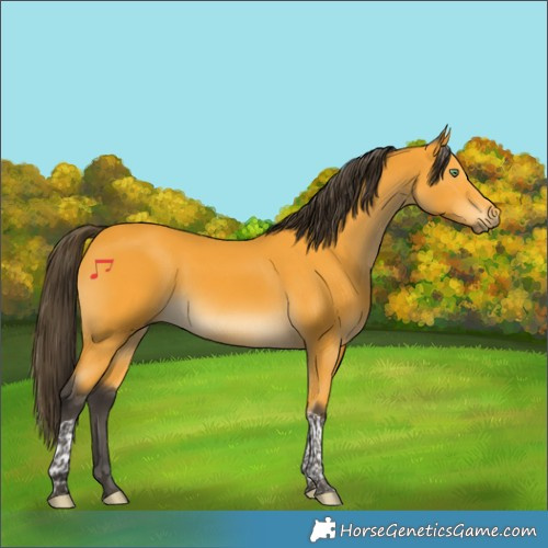 Horse Color:Buckskin Tobiano 