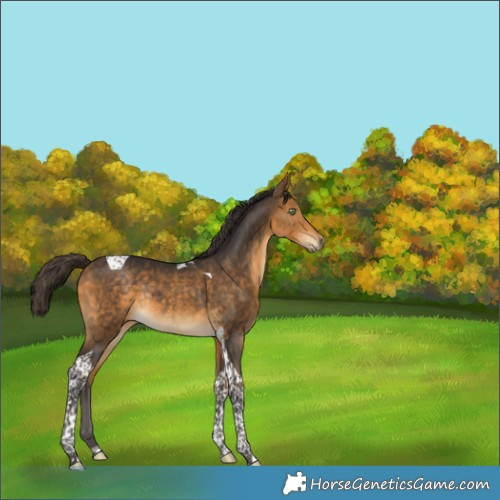 Horse Color:Buckskin Tobiano Rabicano