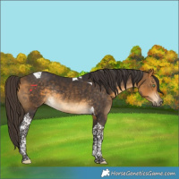 Horse Color:Buckskin Tobiano Rabicano