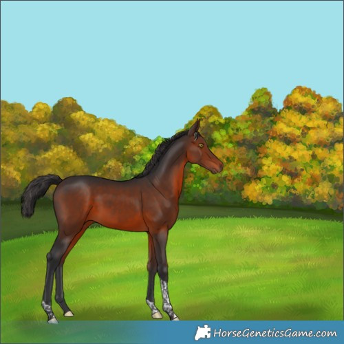 Horse Color:Brown Tobiano 