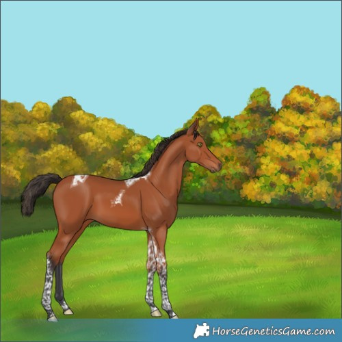 Horse Color:Bay Tobiano 