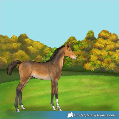 Horse Color:Buckskin Tobiano Rabicano 