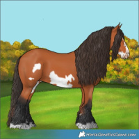 Horse Color:Bay Frame 