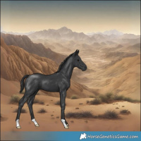 Horse Color:Black 
