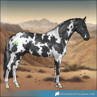 Horse Color:White Spotted Black