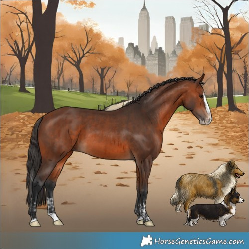 Horse Color:Bay Rabicano  and Bay Splash Rabicano 