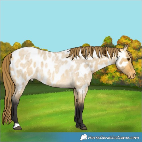 Horse Color:Buckskin Roan Dun Appaloosa 