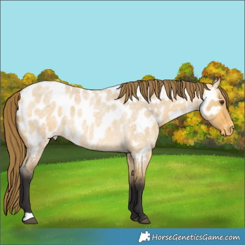 Horse Color:Buckskin Roan Dun Appaloosa
