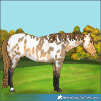 Horse Color:Buckskin Dun Appaloosa 