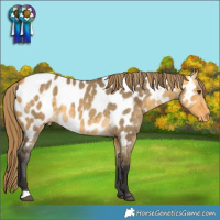 Horse Color:Buckskin Dun Appaloosa