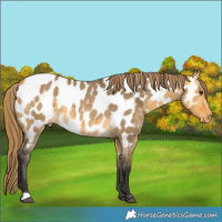 Horse Color:Buckskin Dun Appaloosa 
