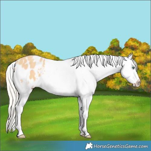 Horse Color:Gold Cream Champagne Dun Blanket 