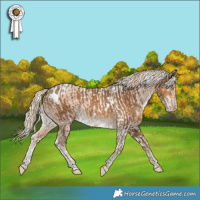 Horse Color:Silver Perlino Tobiano Rabicano and White Spotted Chocolate Palomino Appaloosa