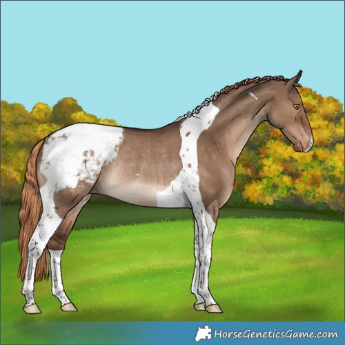 Horse Color:Liver Red Dun Tobiano Appaloosa Rabicano