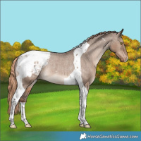 Horse Color:Liver Red Dun Tobiano Appaloosa Rabicano