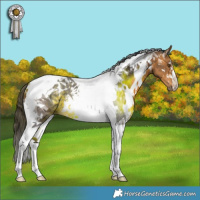 Horse Color:White Spotted Buckskin Tobiano