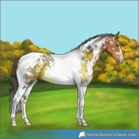 Horse Color:White Spotted Buckskin Tobiano 
