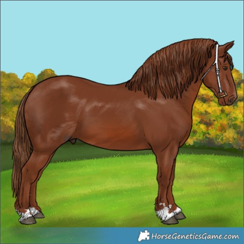 Horse Color:Chestnut 