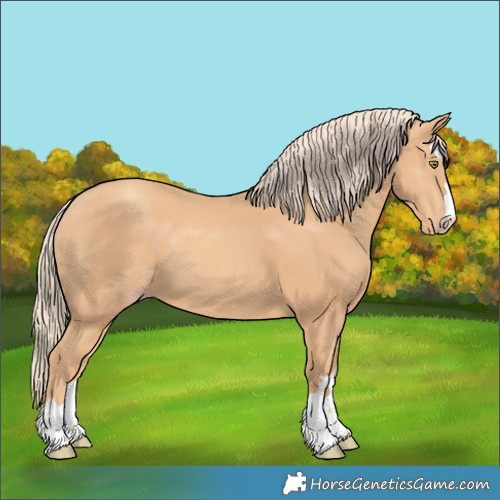 Horse Color:Gold Champagne 