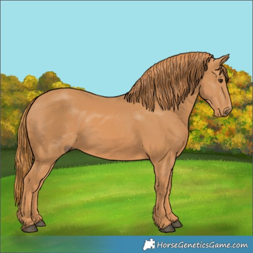 Horse Color:Chestnut 